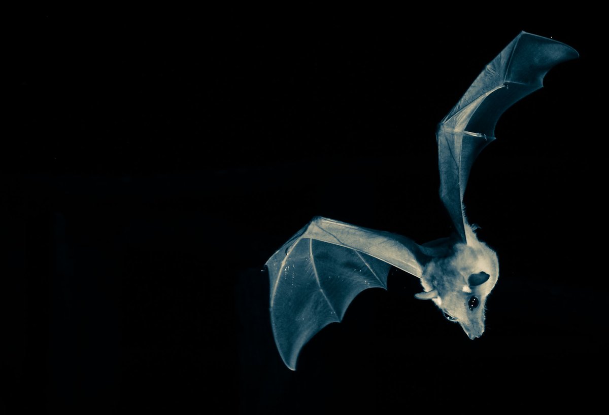 🦇Happy International #Bat Night everyone!!

Be sure to tune in to the Facebook live event
with 18 hours of live stream about #bats 💙💙
-&gt; fb.me/e/Ng20r8Cg 

African Bat Conservation is on at 9:45 UTC / 10:45 BST / 11:45 CAT 

#InternationalBatNight #AfricanBats #LoveBats