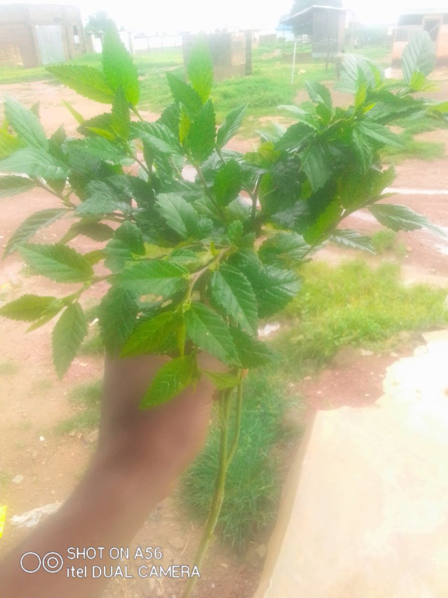 NwekeChideraEm2's tweet image. #sleroderma: our reaserch yesterday on Friday 27 August 2021 at Asawaba tamale in Ghana (phrlo) shows that the leave down can  cure  sleroderma  pound the leaves and rub it to your finger , do it for three days and see the work @NwekeChideraEm2 , #health ,#herbs,#africansherbs.