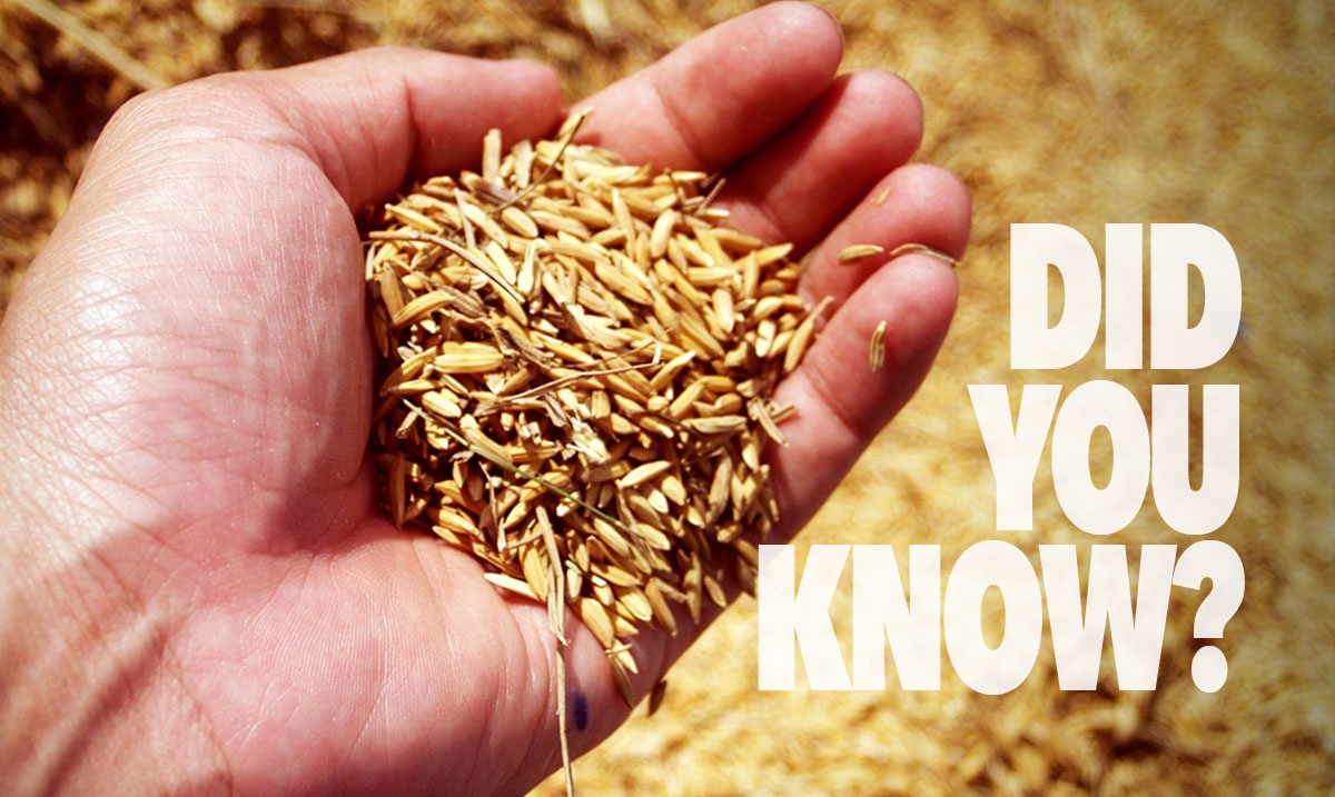securedaudit's tweet image. #didyouknow in Ancient Greece the basic unit of weight was originally called the 'drachma' which means "a handful of grain". #commerciallending #businessfinance #commercialfinance securedaudit.com