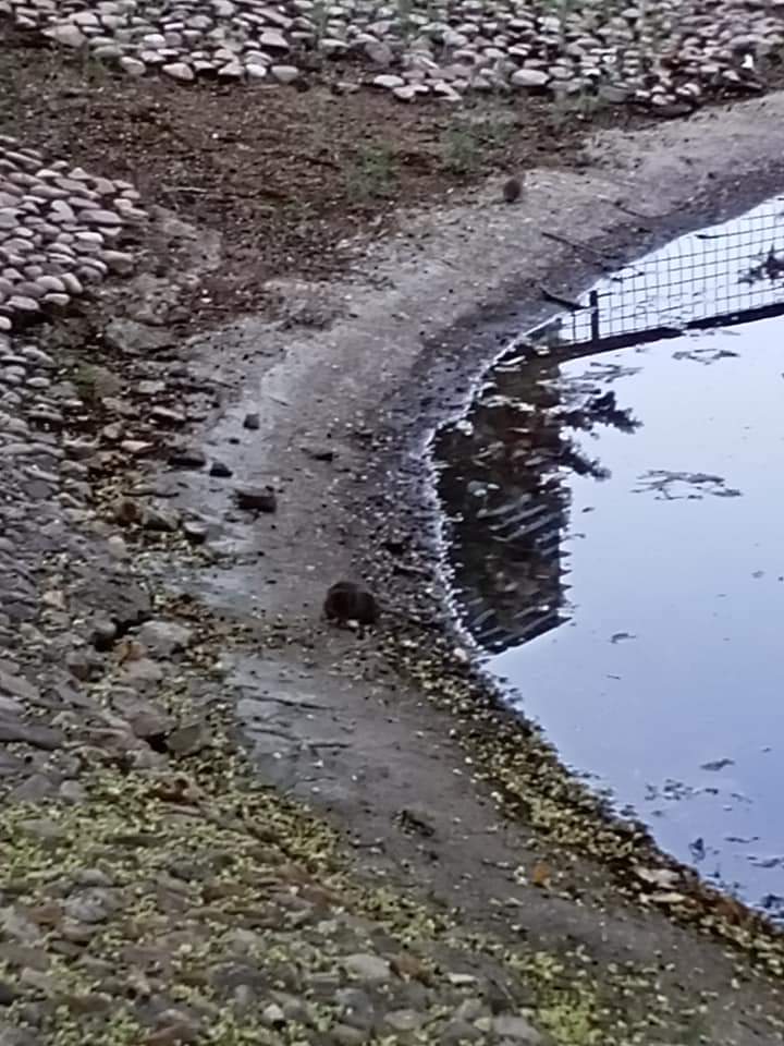 🐀 Estos son los nuevos patos que te puedes encontrar en el estanque del Parque de La Amistad de #Guadalajara.

📸 Juan Pérez