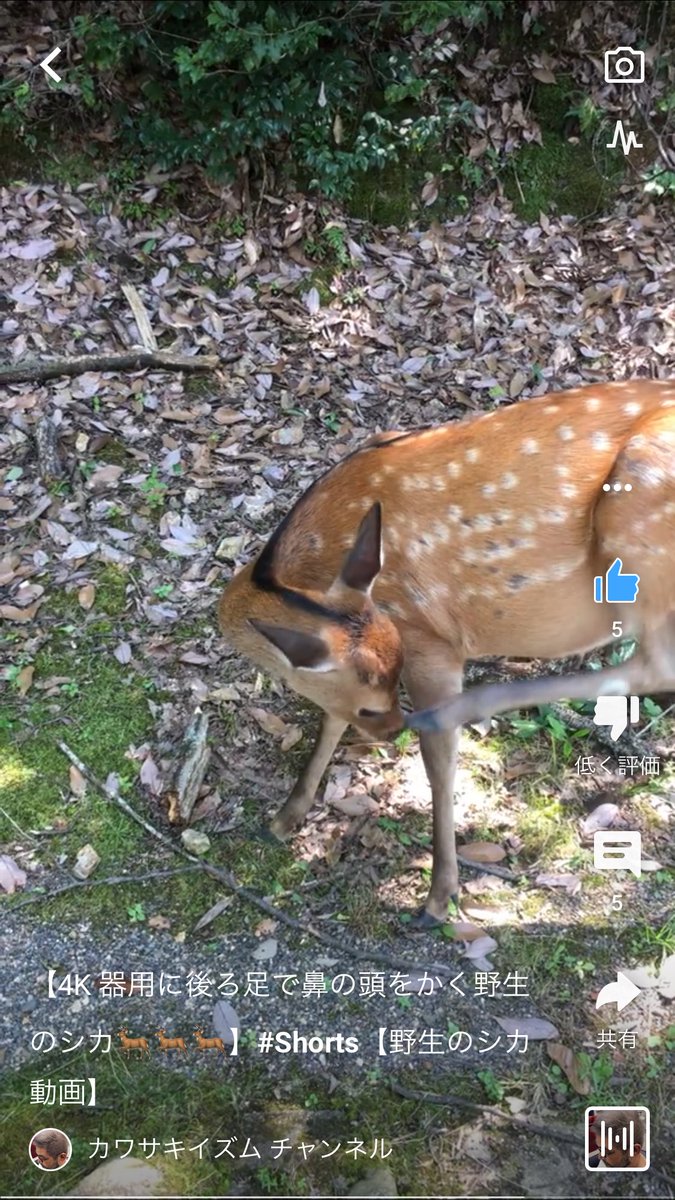 野生のシカ Hashtag On Twitter