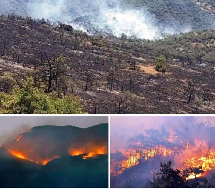 Dersim devlet güçleri tarafından yakılıyor Ama herkes kör ve sağır vicdanları kör olmuş insanlar