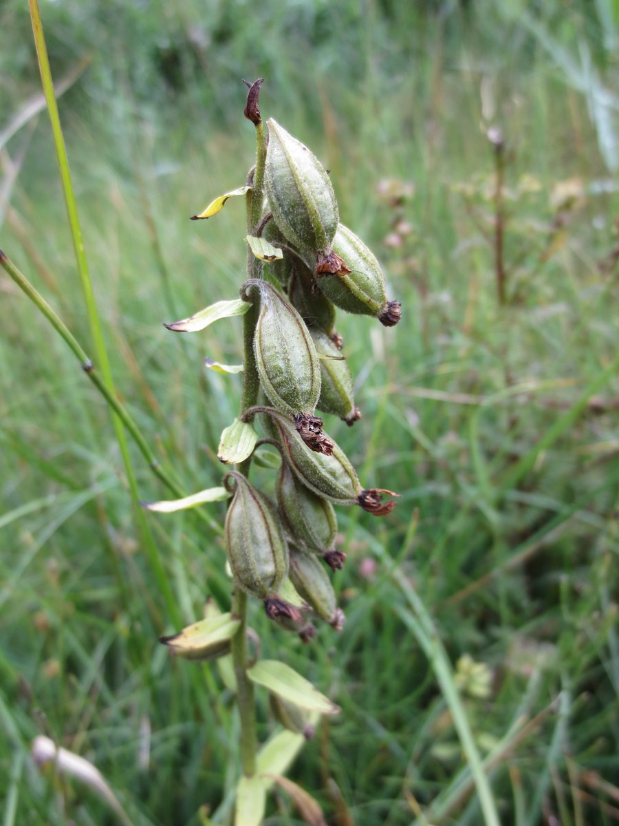 judyweb32049878's tweet photo. In some Oxon calc #fens I have been waiting for now  when our beautiful marsh helleborine flower pods are mature &amp;splitting to release seed - maybe 5-10 thousand per pod. Most viable as soon as ready, to encourage population incr. I'm crumbling pods &amp; sprinkling all seed   1/2 https://t.co/2CIU2gMiyA
