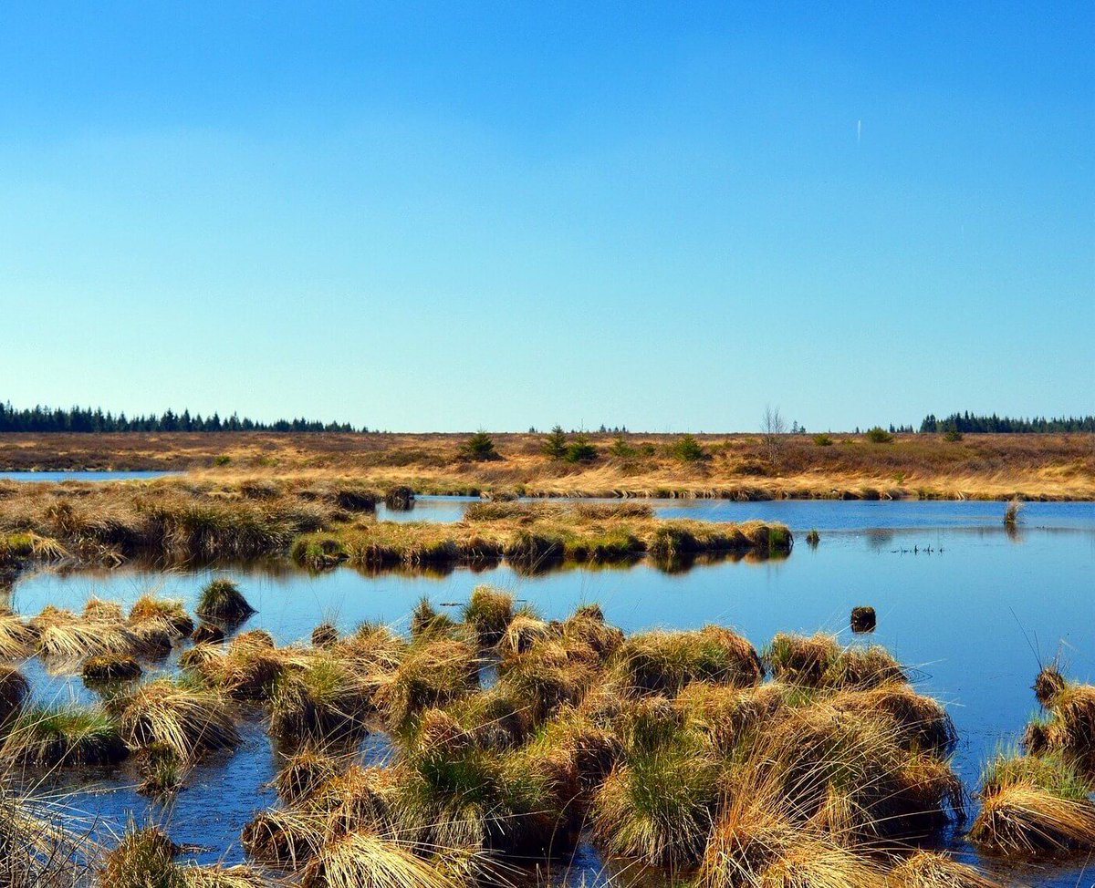 #bogsnotbags
Peatlands are the world’s largest carbon store on land. These natural boggy areas provide valuable ecosystems for both #plants and #animals. When we take peat for our gardens, #carbonemissions are released and habitats are damaged

buff.ly/3xMEvYo