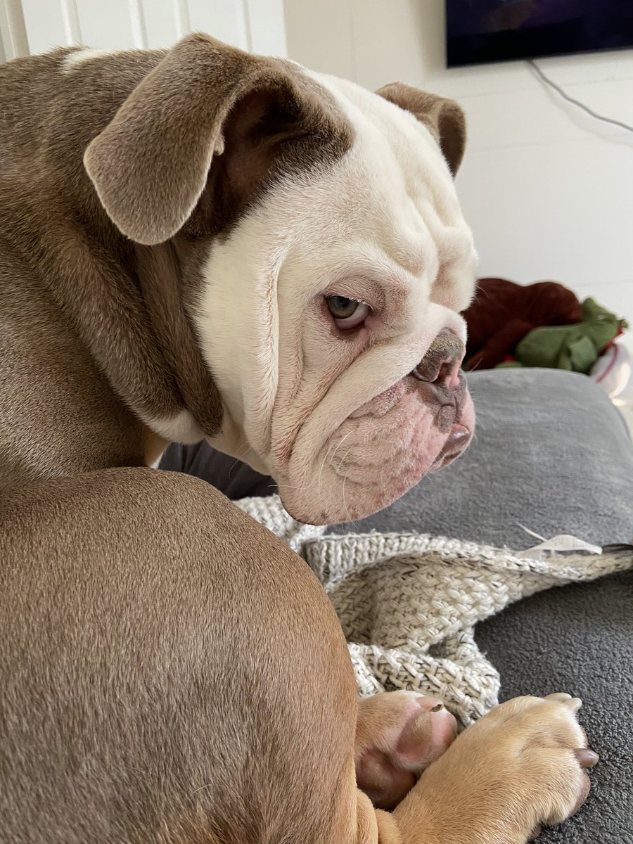 ZeustheEB1's tweet photo. Sulky boi this morning https://t.co/tcSBB5pT04