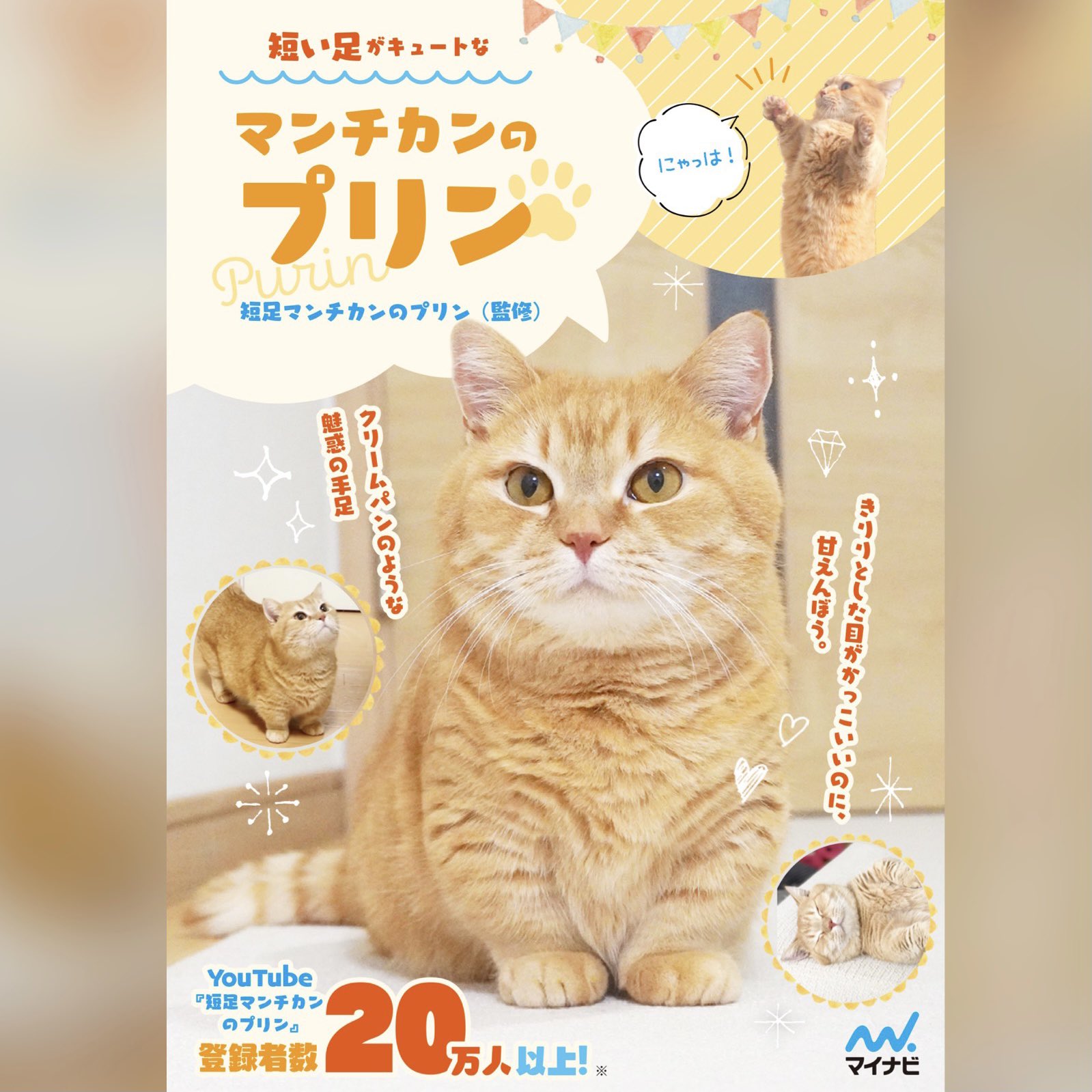 短足マンチカンのプリンฅ W ฅ Purin Nyann Twitter