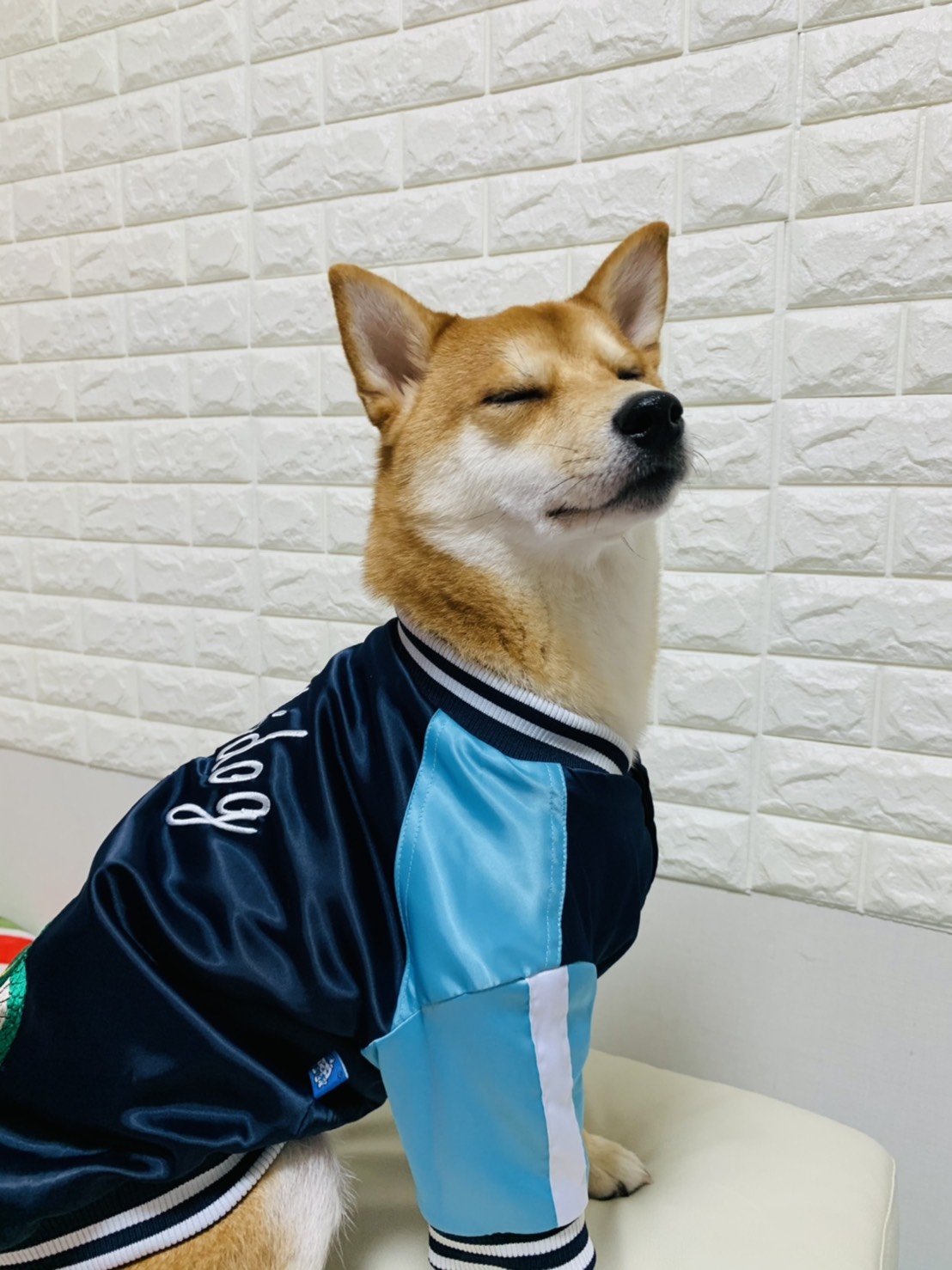 柴犬茶々丸と雑種犬こんぶ Oyqv7gybzpgst1d Twitter