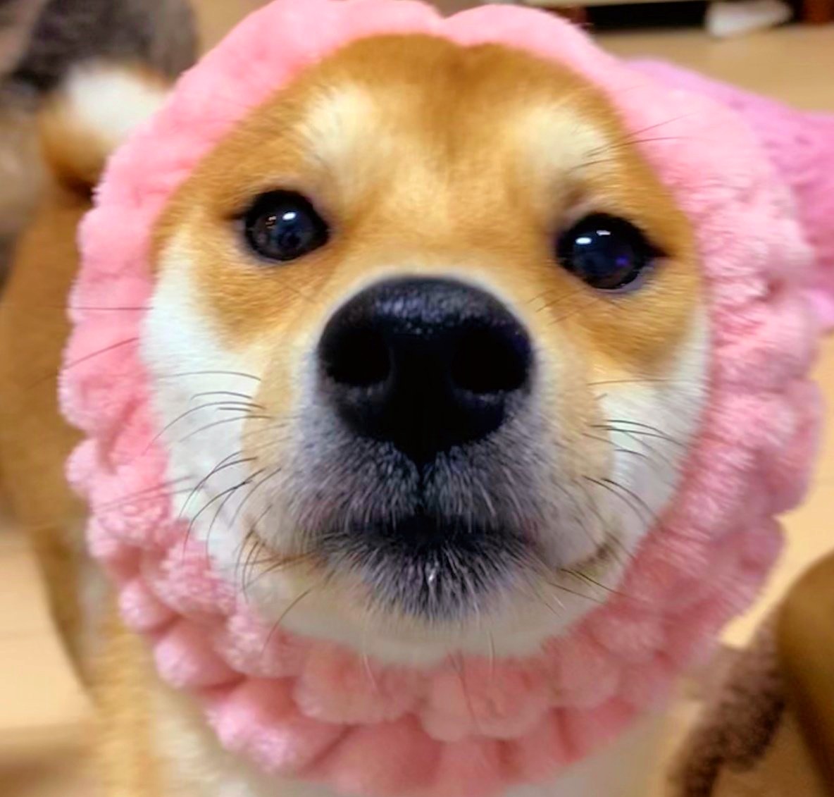 柴犬茶々丸と雑種犬こんぶ Oyqv7gybzpgst1d Twitter