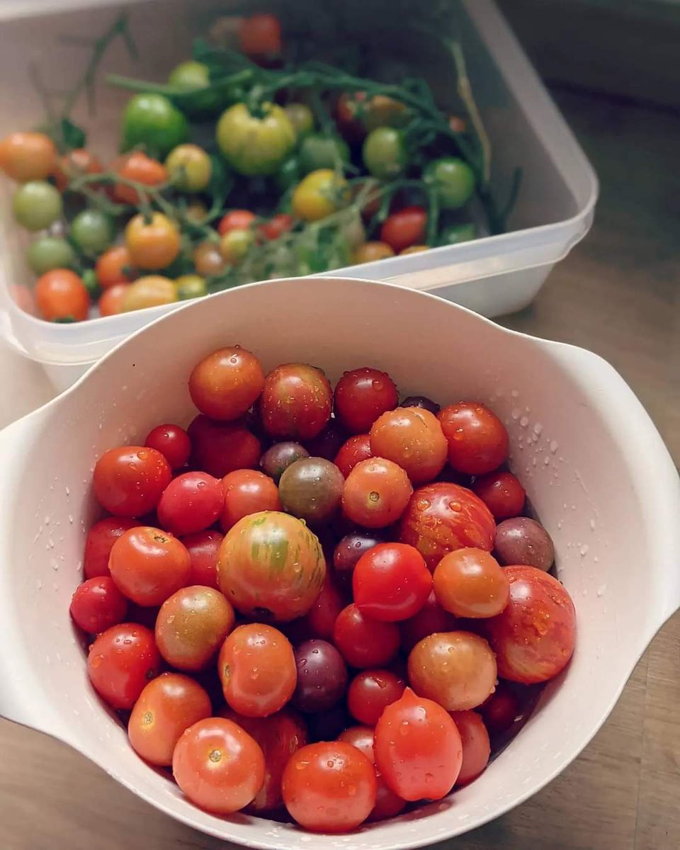 Home-grown tomatoes for today's guacamole 🍅🥑🥰

We are back at <a href="/HarbourMarket/">The Harbourside Market</a> today, and we'll be serving between 11am-4pm (or until sellout!) What better way to kick off the Bank Holiday Weekend, than with some vegan comfort food and sunshine by the water? ☀️

<a href="/BuoyStreetFood/">Buoy Events</a>