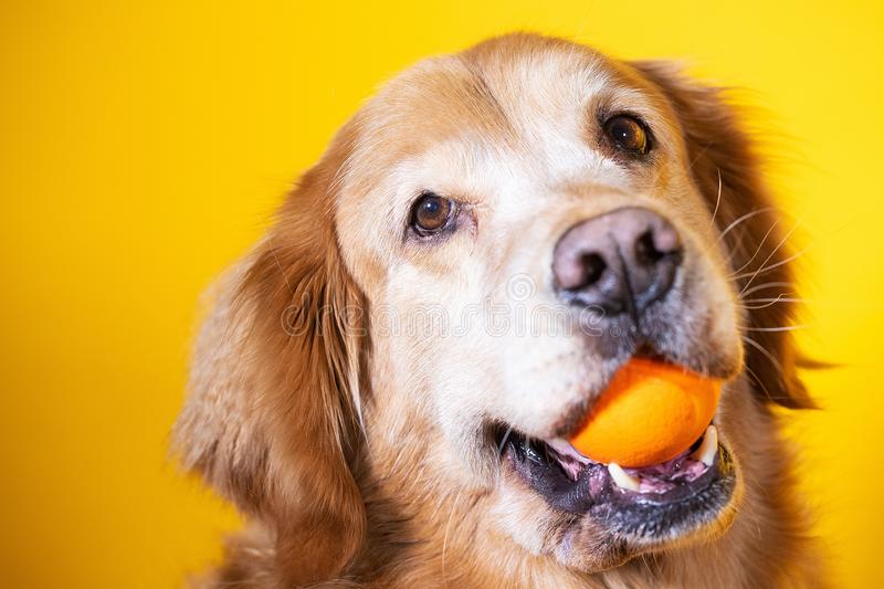 Coeur de Pirate as puppies tweet media