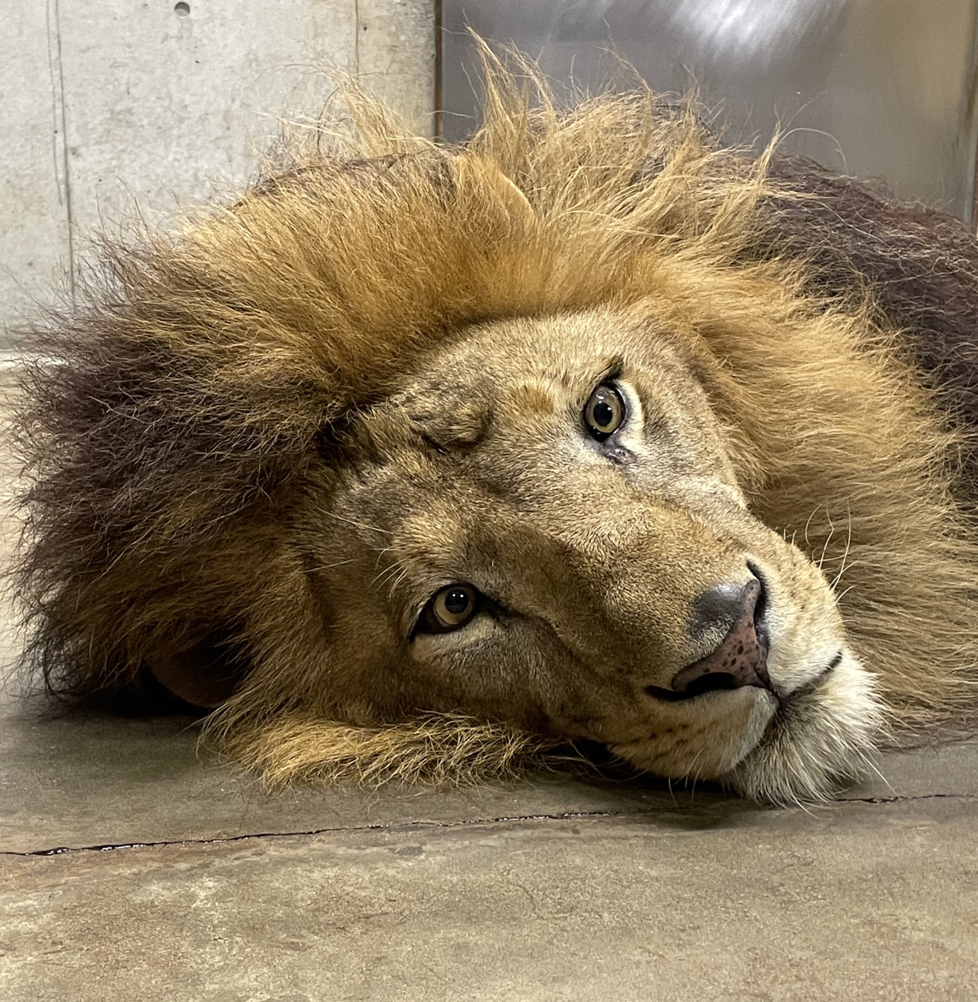 千葉市動物公園 公式 補足ですが 子ども時から たてがみ があるのはチーターだけで たてがみのイメージがあるライオンは大人になってから生えてきて しかもオスのみです 飼二 千葉市動物公園 チーター ズラヤと子どもたち T Co
