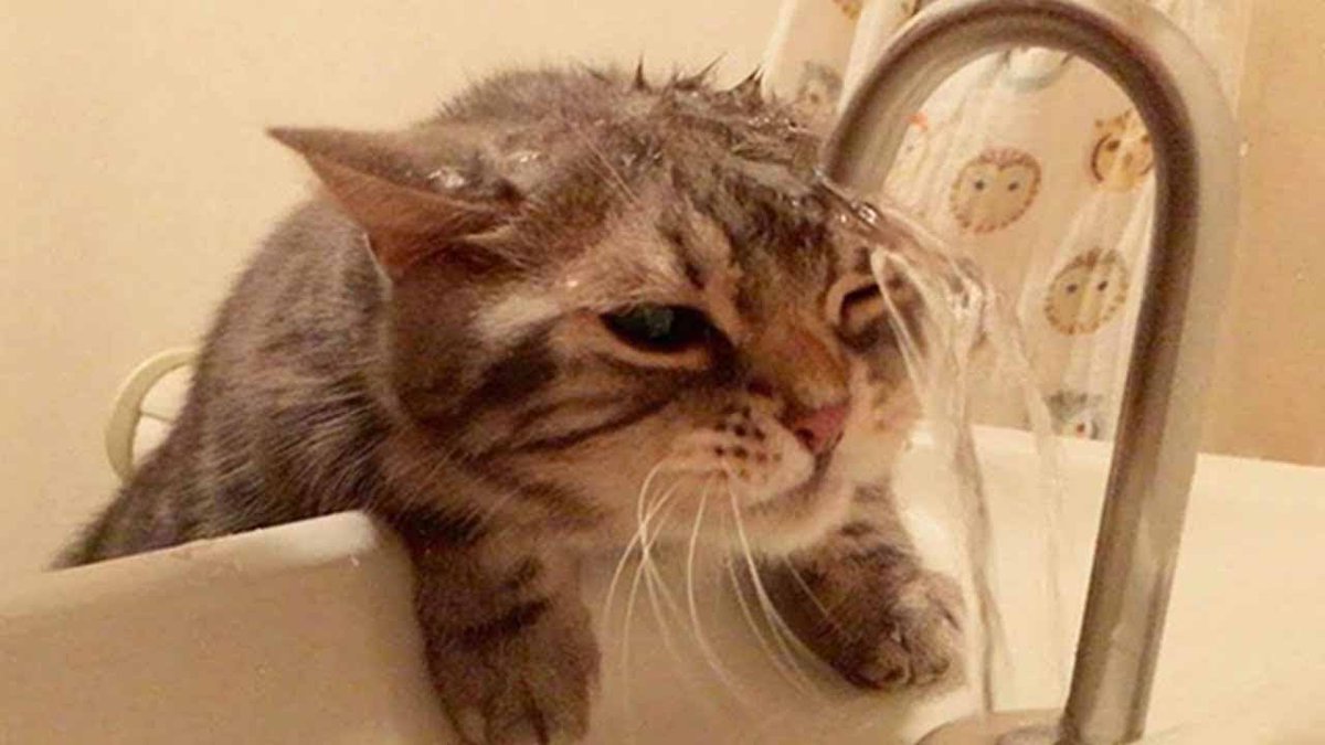 кот пьет из под крана. кошка пьет. коты под краном. пьющая кошка. кот под краном.