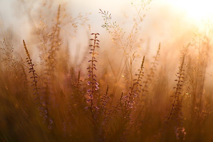 © Sandra Bartocha

I feel as though summer has just started and still … it’s over already … 

#flowerphotography #晩夏 #マクロ

#heathland #summer #warmdays #latesummer #latesummercolour #callunavulgaris #macrophotography #macro 
.