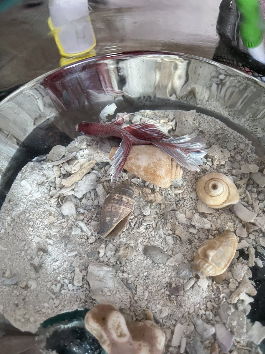 kamto_adi's tweet photo. Ytn, mprop @picoez
Beberapa hari ini cupang saya lemes, saya ga tahu apakah beliau kena penyakit.
Kalau saya tetesin #Phiboost bbrp tetes apakah berpengaruh terhadap kesegaran badannya?
Yang jelas saya tidak akan berikan overdosis karena beliaunya jomblo.
Mohon arahan.🙏🏻 https://t.co/lLWIEhKXit