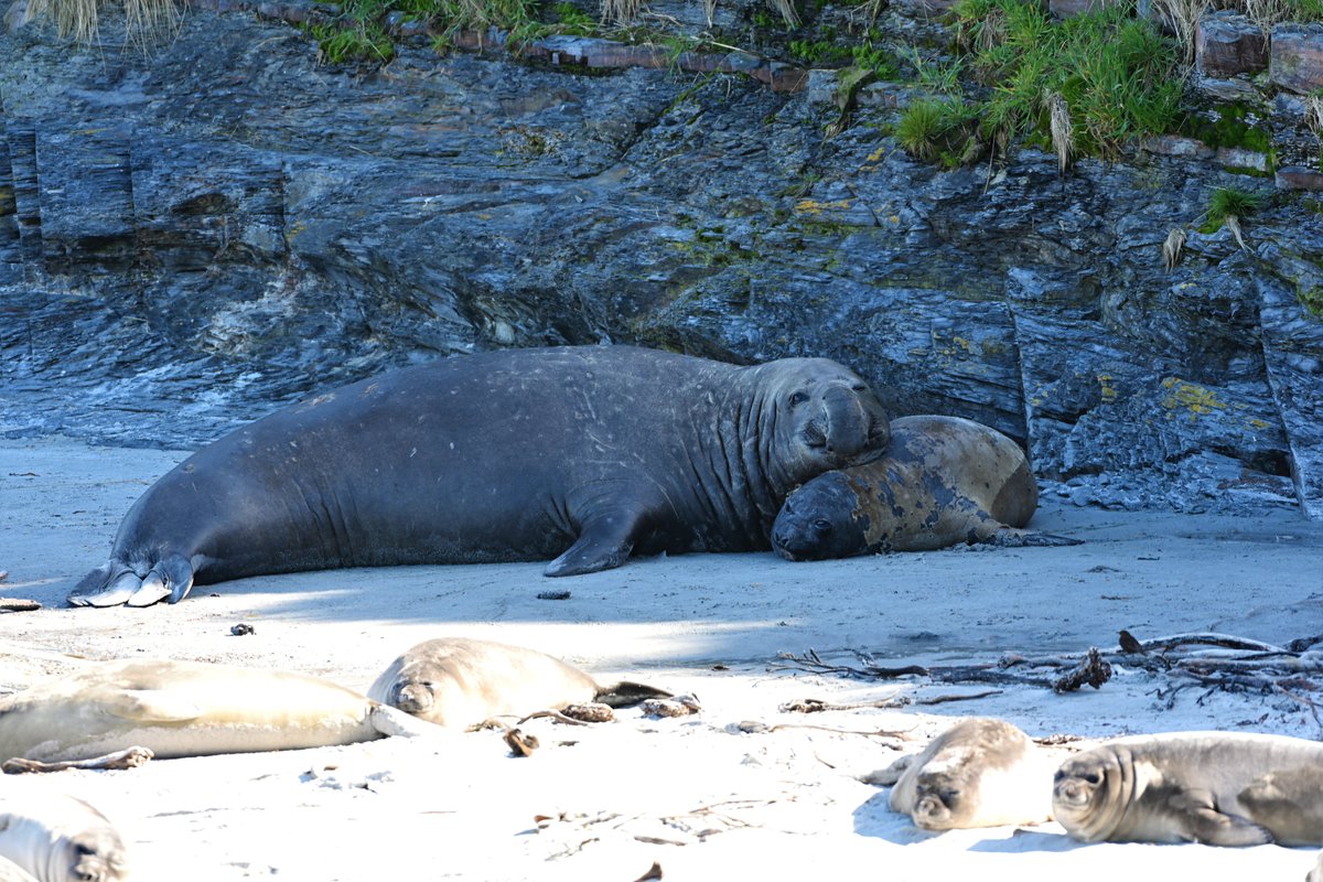 #Elephant #seals #sealionisland #falklands we watched last season the male chase the much smaller female up the beach..