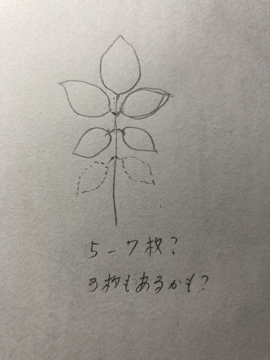 この間から薔薇を描く事が多いです。
特徴がないかなと思いつつ見ていたら
葉は5枚から7枚が標準なのかな、、

花周辺は3枚? 
うーむ、、、もっと分析したい、、
なんか見落としてる気がする。。 