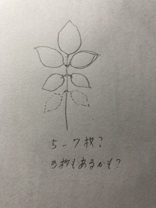 この間から薔薇を描く事が多いです。
特徴がないかなと思いつつ見ていたら
葉は5枚から7枚が標準なのかな、、

花周辺は3枚? 
うーむ、、、もっと分析したい、、
なんか見落としてる気がする。。 
