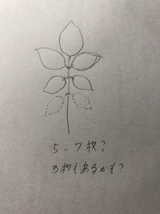 この間から薔薇を描く事が多いです。
特徴がないかなと思いつつ見ていたら
葉は5枚から7枚が標準なのかな、、

花周辺は3枚? 
うーむ、、、もっと分析したい、、
なんか見落としてる気がする。。 
