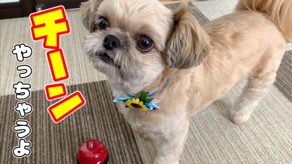 ট ইট র 司馬亮 300円のガチャガチャ リアル呼び出しベル を試してみました 100均のベルとサイズを比べると このベルの方がむぎには合いそうです チワワ シーズー ミックス犬 動画はこちら T Co 4kg7fb0n21 T Co Zi25vtbikr
