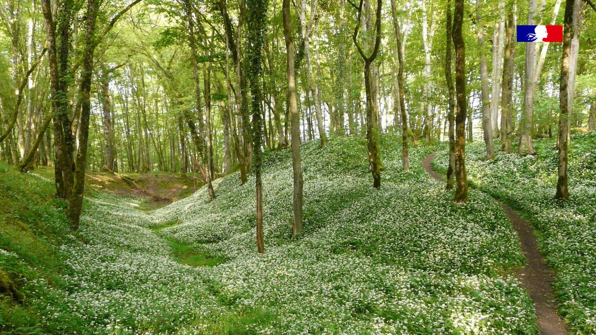 Tous à vos postes …de TV

📺 Samedi soir à 21h05, le 28/08, ne loupez pas le téléfilm policier "Meurtres en Berry" sur @France3tv, tourné en partie dans les #forêts de Châteauroux et de Chœurs-Bommiers ! #ONF