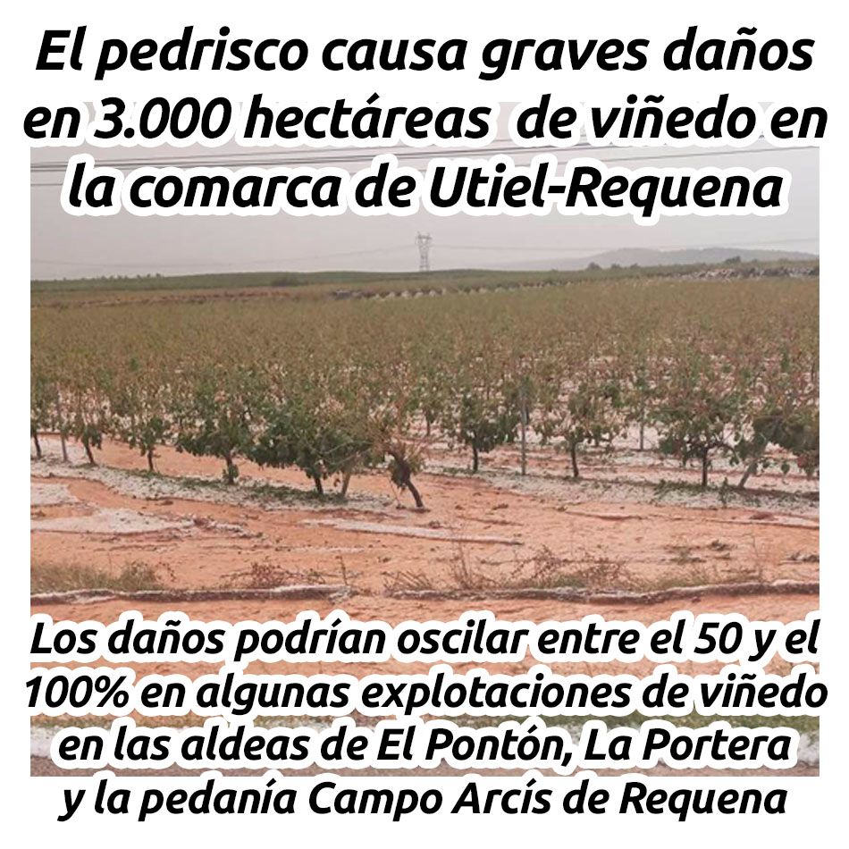 EL PEDRISCO CAUSA GRAVES DAÑOS EN 3.000 HECTÁREAS DE VIÑEDO EN LA COMARCA DE UTIEL-REQUENA

hosteleriaenvalencia.com/noticias.asp?i…

@ava_asaja #avaasaja #HosteleriaEnValencia #CristobalAguado #ComunidadValenciana #Pedrisco #Vinedos #UtielRequena #Uva #Almendras #Tormentas #Cosechas