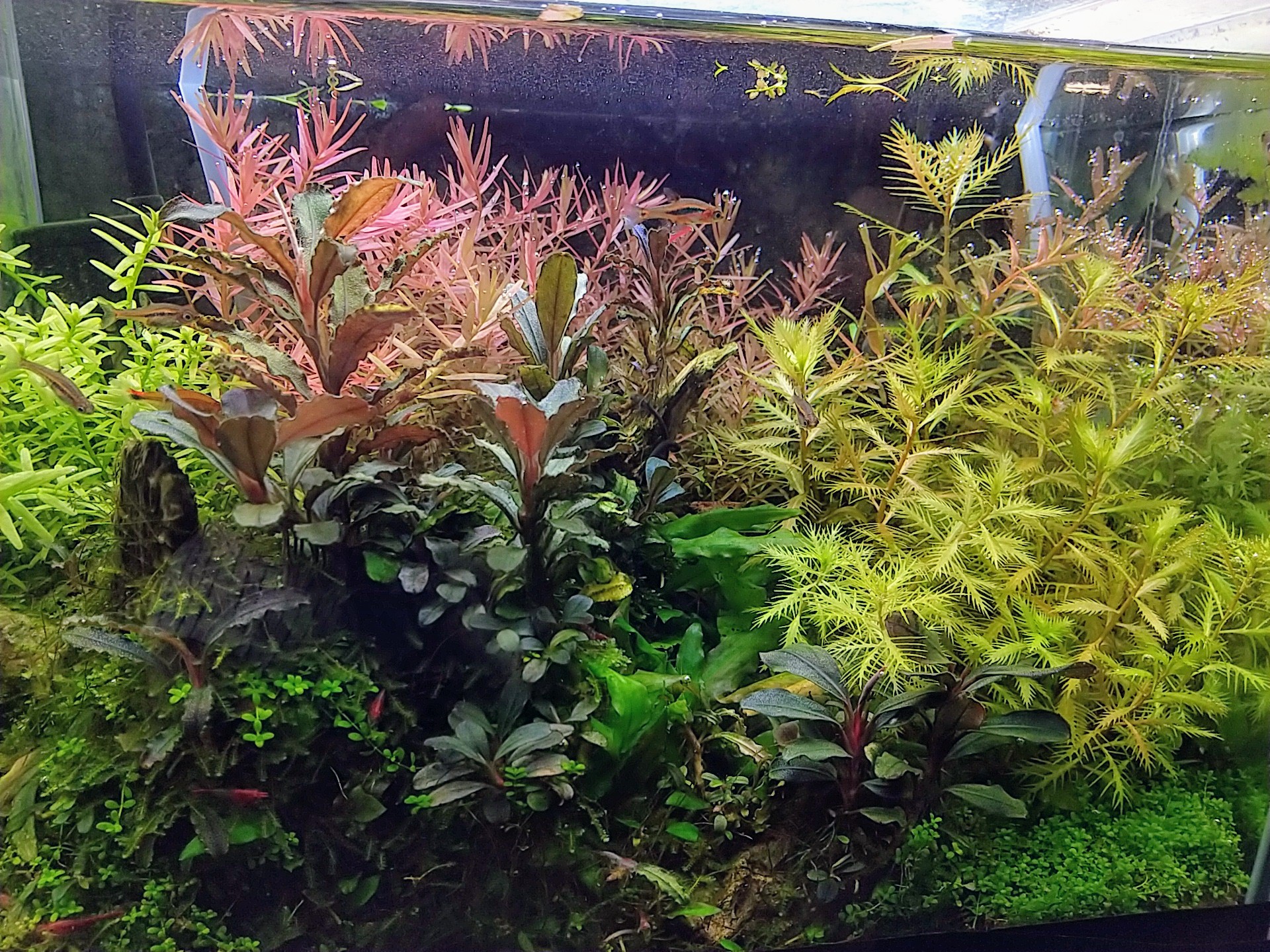 プロセルピナカ パルストリス Twitter Search Twitter