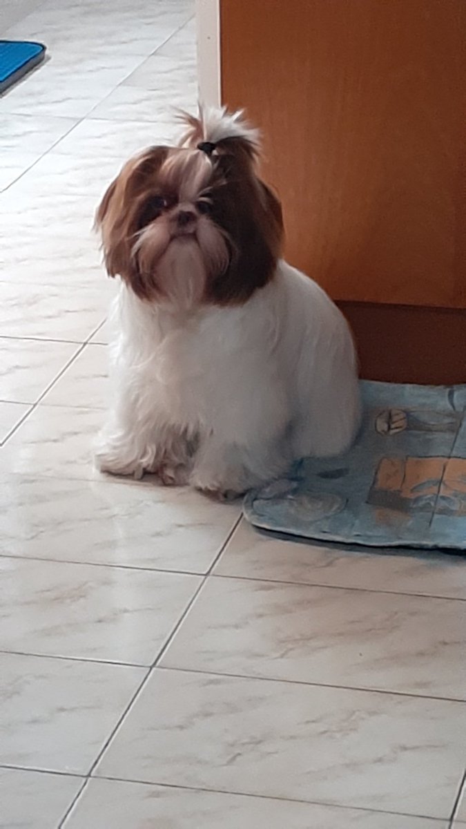 NaniPontel's tweet photo. @BichinhosFB Esse tbm tá passando fome aqui 😂 https://t.co/L33WX3UBnV