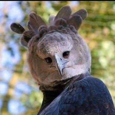 iFTTsultan's tweet image. #_bots_
#AccountVerification
#_UPDATE #_BOOK
#ArabianOryx
👀👀👀🏛👀👀👀
👀⚜️👀-👀🔆👀
👀🔱🔱-👀💧💎
🔱👀👀-🩸👀👀 Blood 🩸
👀🔱👀- 👀🫀👀
#BLACKFalcon🦅
#_EartH
#_EAST

#Official_
#BLACKClock #Minute_
#Seine_ #anonymous_ #anonymousPlan ؟؟؟?🪑#anonymous
Tariffs #Tariffs_