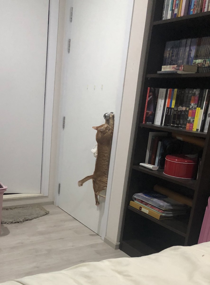 มันเคยคิดว่าตัวเองเป็นแมวบ้างไหม