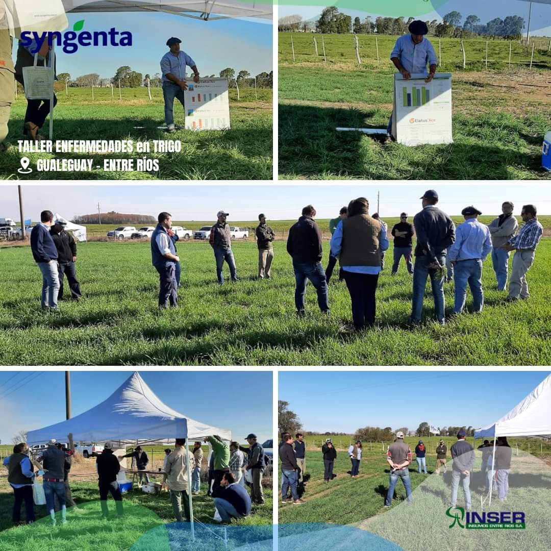 Insumos Entre Ríos (@inser_sa) on Twitter photo Compartimos momentos de la "Jornada Monitoreo de Enfermedades en Trigo" Gualeguay, Entre Ríos.
#Team <a href="/Syngenta_ar/">Syngenta Argentina</a> el Ing. Agr. <a href="/Chaveta4/">Nicolas Spinelli</a> + clientes, amigos y colegas.
👉🏼 #Control #Monitore #Tecnología puesta al servicio del cultivo.Consultanos 📲 🙋🏻♂️
#INSER "Lo hacemos posible" Compartimos momentos de la "Jornada Monitoreo de Enfermedades en Trigo" Gualeguay, Entre Ríos.
#Team <a href="/Syngenta_ar/">Syngenta Argentina</a> el Ing. Agr. <a href="/Chaveta4/">Nicolas Spinelli</a> + clientes, amigos y colegas.
👉🏼 #Control #Monitore #Tecnología puesta al servicio del cultivo.Consultanos 📲 🙋🏻♂️
#INSER "Lo hacemos posible"