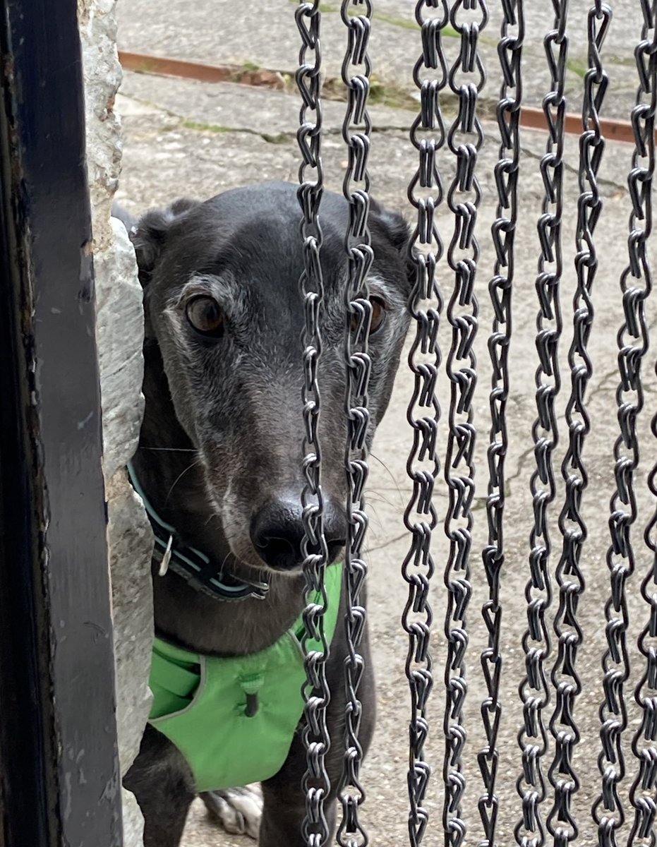sarah_tunney_'s tweet image. Totally smitten by one of the dogs at work. Any left overs I save for him and leave a silly note saying they’re from my greyhound Daisy. Look who came to the kitchen door today 😍 #puppylove #officeromance #forthglade