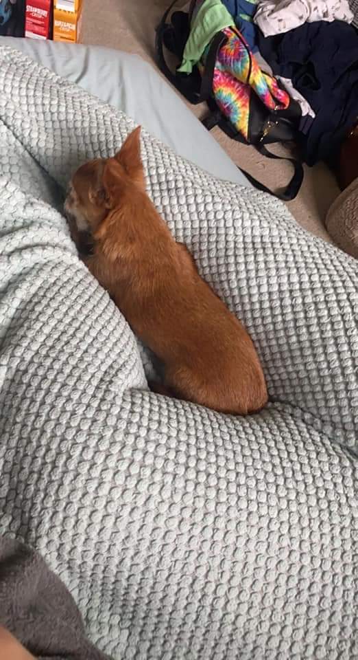 MissingPetsGB tweet picture