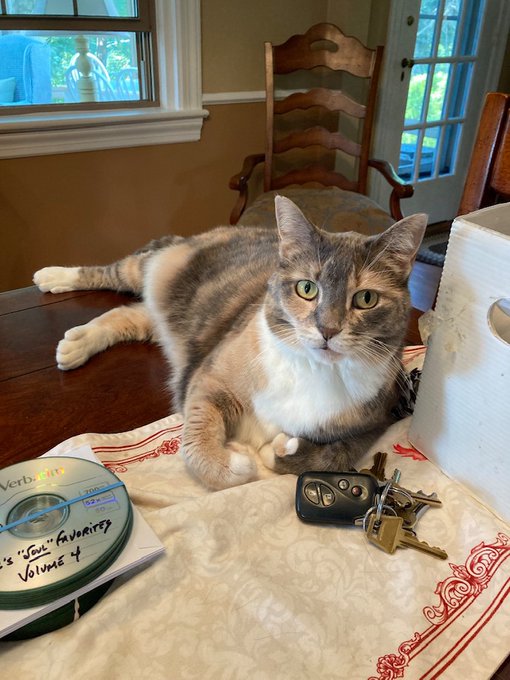 MysteryCatSleep's tweet photo. The lovey Isabella went #OTRB🌈earlier this month. She joins her dearly brother Junior. #RestInPurrs
@irisesther54 @danapixie @RinzenLhamo @Yellowonetsy @MillieOTLFP @paseri021 @Pixie_Tooth @KrisArmstrong1 @carolyn_from @klscomus1 @PeterRabbit67 @badpiratemonkey https://t.co/GqiPM8XELd