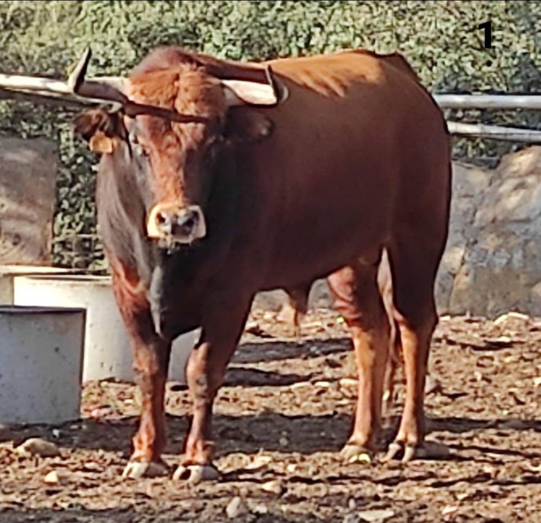 KevindeLuis2's tweet photo. Lote para hoy en @torospedrajas.

Ganadería Hermanos Boyano. https://t.co/jqq35UX3H5