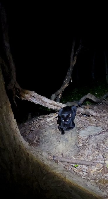 ひさしぶりに師匠の夜狩りに同行させていただいたが……これ以上は無理! 