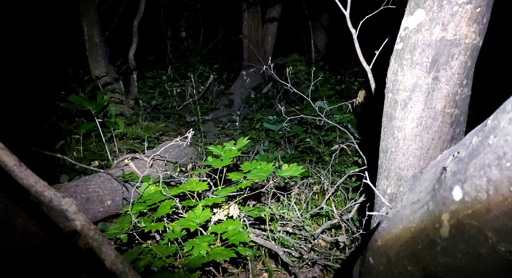 「ひさしぶりに師匠の夜狩りに同行させていただいたが……これ以上は無理! 」|浅利与一義遠のイラスト