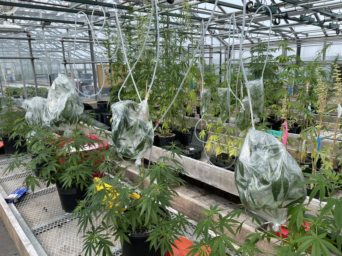 Penn State Hemp tweet media