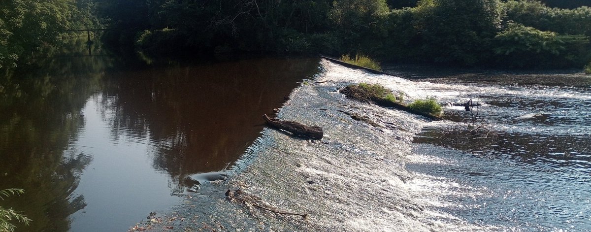 Standing in the sunshine, cheering on the runners, watching  the well camouflaged ducks splashing in the river. What's not to like about volunteering <a href="/omaghparkrun/">Omagh parkrun 💙</a> <a href="/parkrunIE/">parkrun Ireland</a> <a href="/parkrunUK/">parkrun UK</a>