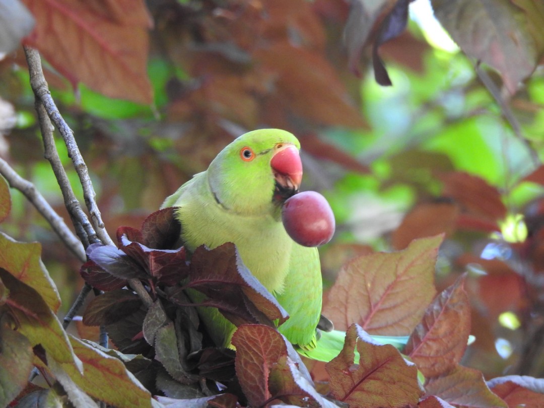 clacyr2's tweet photo. #photo #ringnecked
#parakeet #plum #meal #perruche #paris https://t.co/0VGSnh0W8M https://t.co/ZH2k9shL3a
