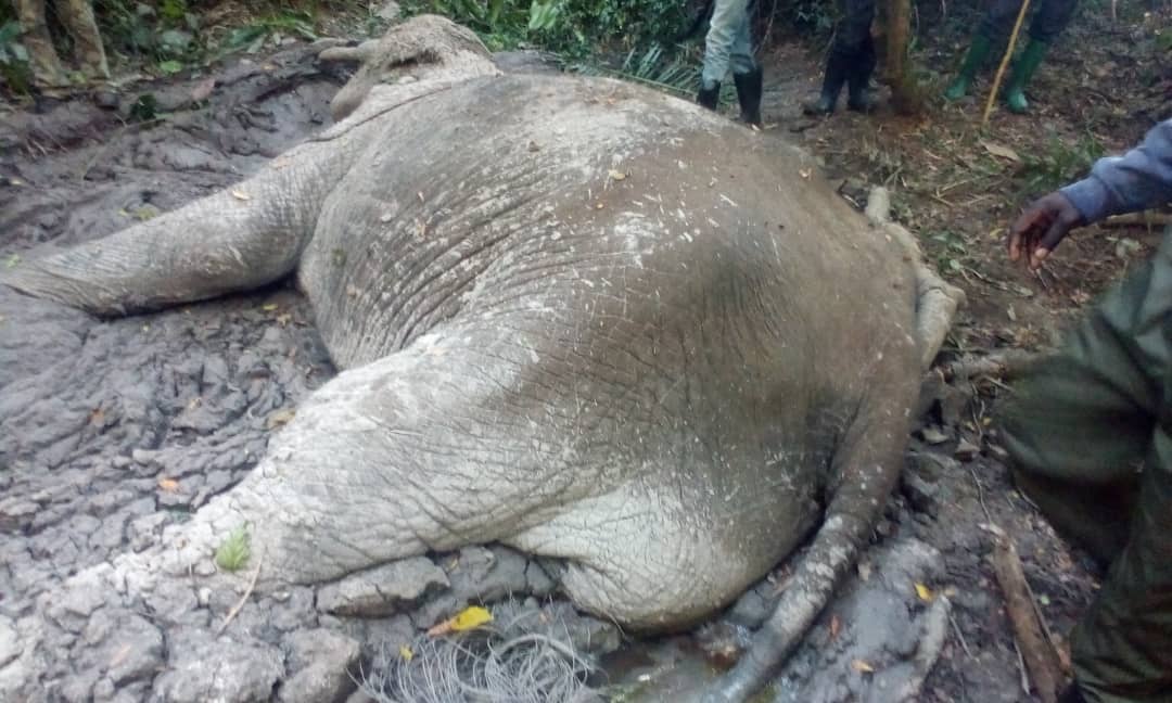 Sad News. 
A forest Elephant killed in Bugoma Forest in the area of Kaseeta. Bugoma forest has been degraded for sugarcane growing by @HoimaSugar.  @WeDontHaveTime @EUinUG @ugwildlife @AfiegoUg @ElephantCrisis @AndSafeguards  @JanineClimate @fff_digital. Poor thing 😥😪😪