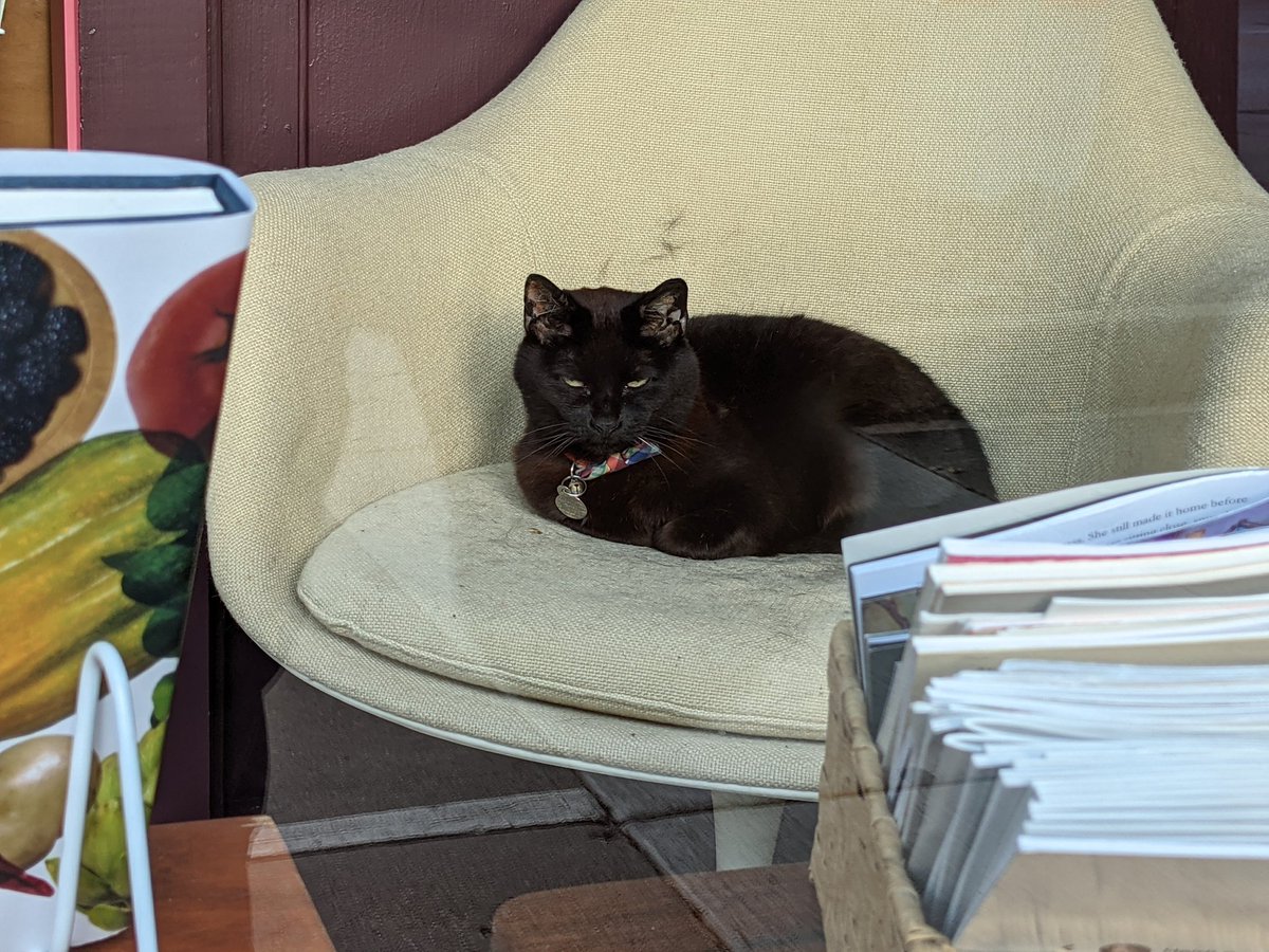 KonzaRotary's tweet photo. The Raven Bookstore finished moving. Good morning kitty https://t.co/paSdSTQw8T