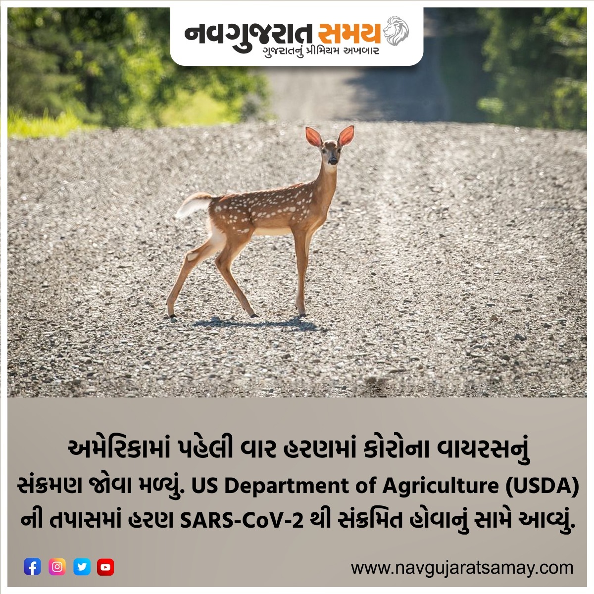 navgujaratsamay's tweet image. US reports first-ever case of coronavirus in deer

#usa #firstcase #deer #danger #covid_19 #sarscov2 #infection #usda #coronavirus #research #shocking #new #news #breakingnews #navgujaratsamay #navgujaratsamayofficial #newspaper #ahmedabad #gujarati