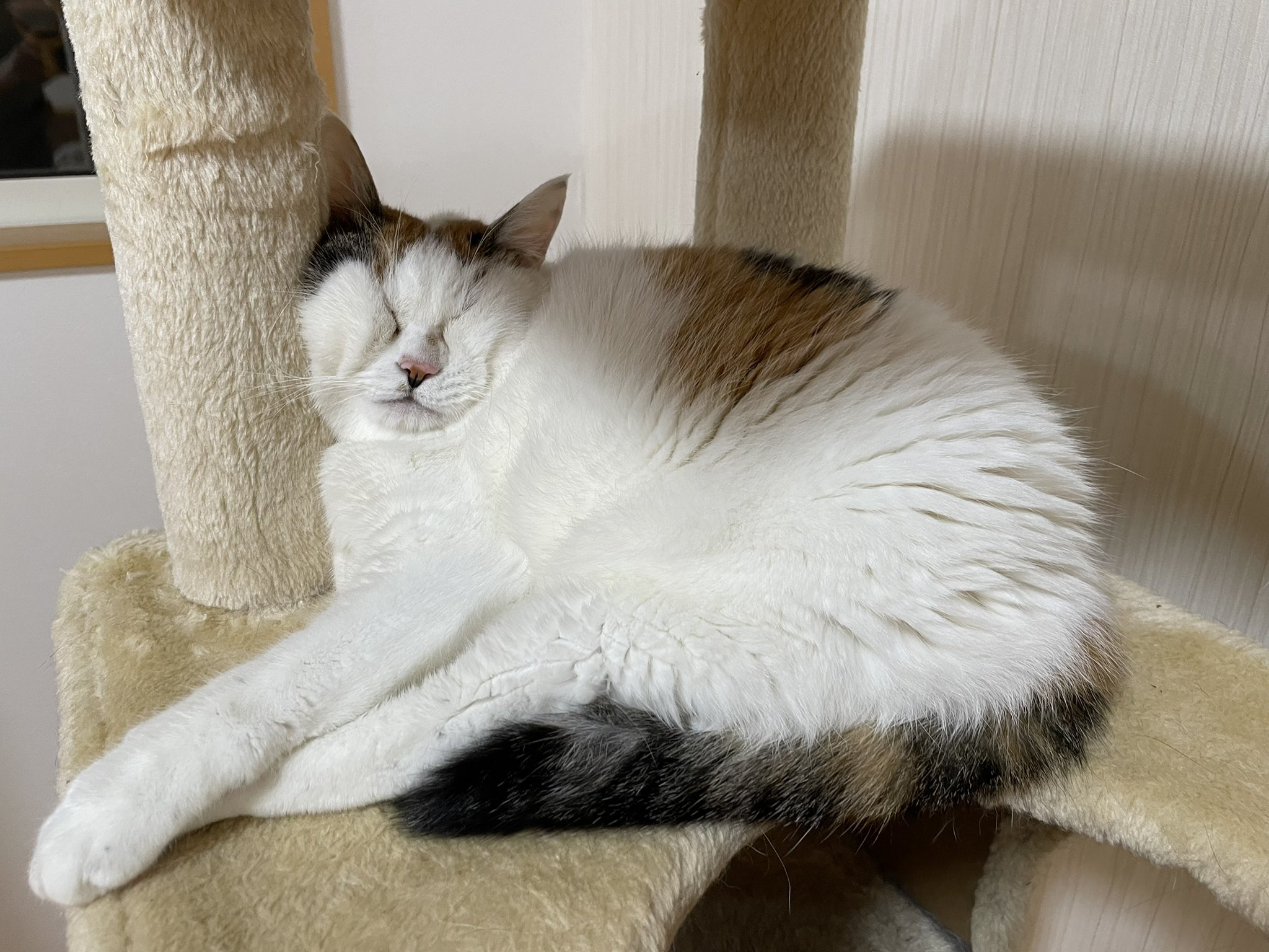 猫カフェ福ねこ 福井 今日もありがとうございました あまりにも あまりにもギュッとしていて見つけたとき爆笑してしまいました 福ねこ 猫カフェ福ねこ ミケちゃん T Co Wbk3qfeudt Twitter