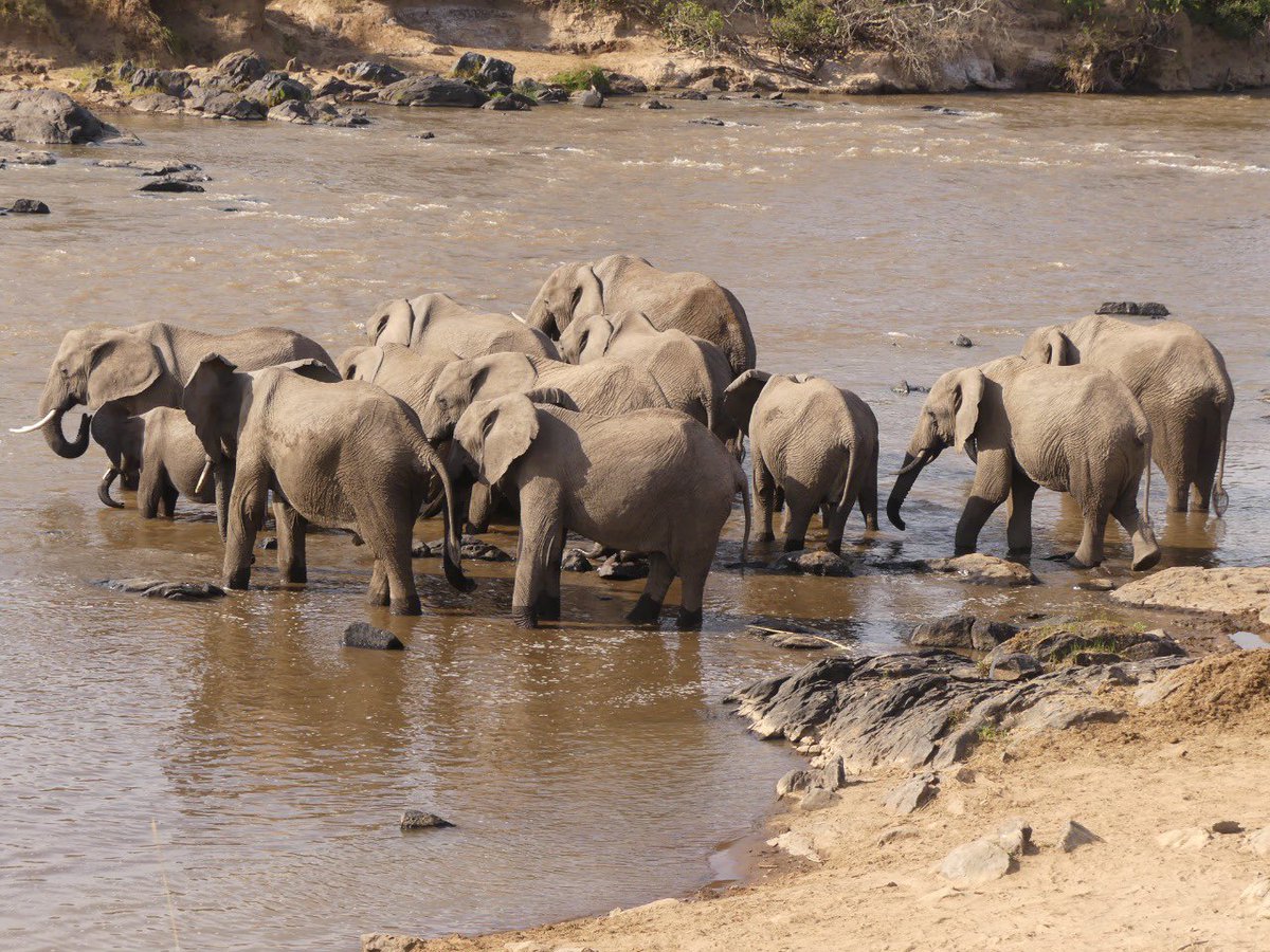 MaraElephant's tweet photo. The Mara Elephant Project long-term monitoring (LTM) team was researching a herd of elephants in the field that took a break to bathe and drink from the iconic Mara River. They captured some amazing shots on August 4 of this herd enjoying the refreshing river. https://t.co/eR7mxoeSt3