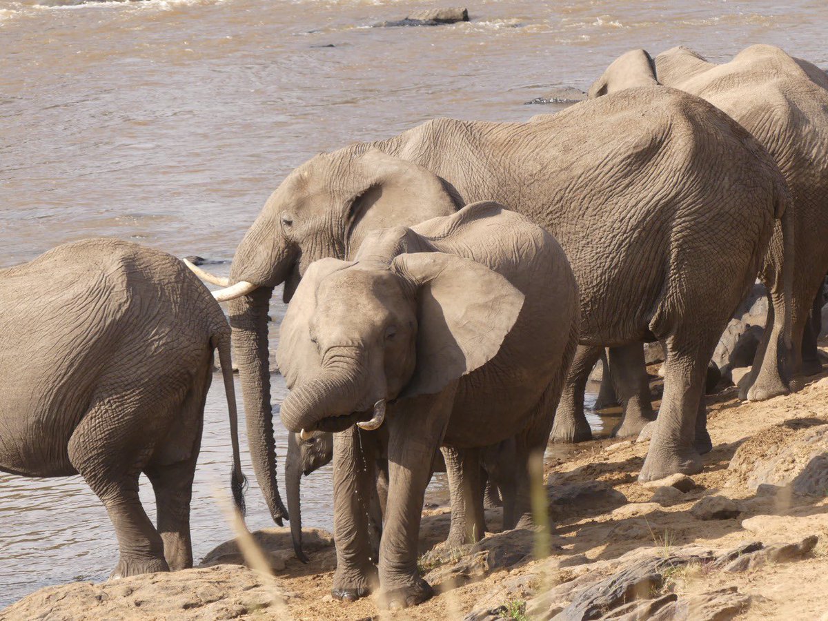 MaraElephant's tweet photo. The Mara Elephant Project long-term monitoring (LTM) team was researching a herd of elephants in the field that took a break to bathe and drink from the iconic Mara River. They captured some amazing shots on August 4 of this herd enjoying the refreshing river. https://t.co/eR7mxoeSt3