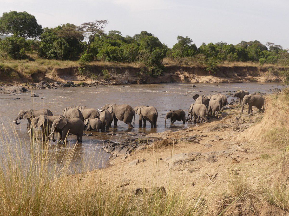 MaraElephant's tweet photo. The Mara Elephant Project long-term monitoring (LTM) team was researching a herd of elephants in the field that took a break to bathe and drink from the iconic Mara River. They captured some amazing shots on August 4 of this herd enjoying the refreshing river. https://t.co/eR7mxoeSt3