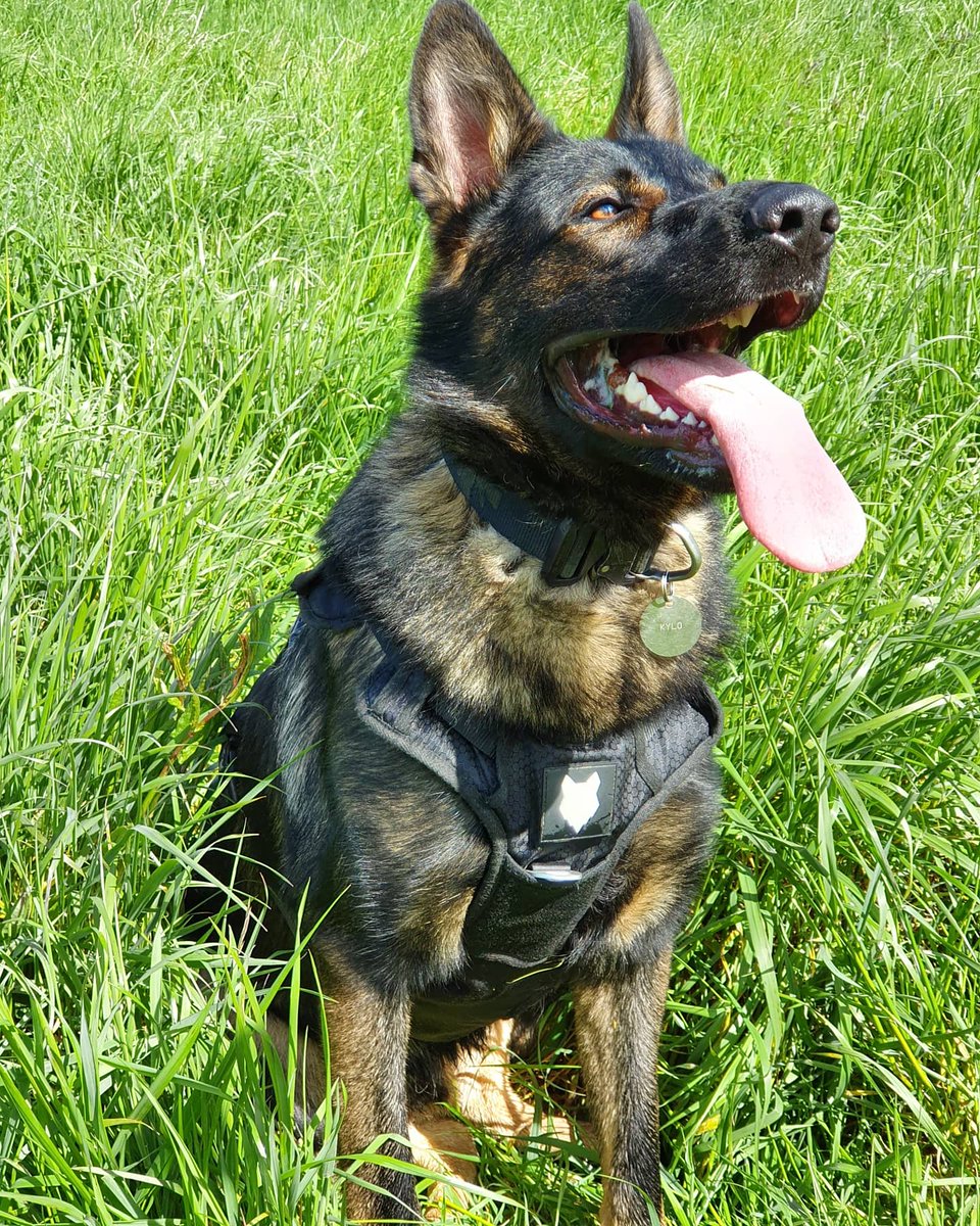 Animal70Sharon's tweet photo. @createdbymagic Thank you Laura for a beautiful creation of my boy Kylo. It arrived safely today. I can't wait to display it in a lovely frame &amp; have it hanging proudly. Your  amazing, ❤ xx https://t.co/B0cf6zCH7S