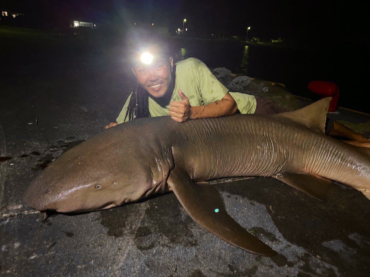 2m55cmネムリブカ
重量未計測
自己新記録更新です！
たまたま釣りに来てたカップルに取り込み手伝って頂き本当に助かりました！餌釣りは癒し！沖縄最高です
ソルティガAP C85XXHS
20ソルティガ18000H
PE8号　リーダー200lb
スーパークエ25号
ダツの切り身