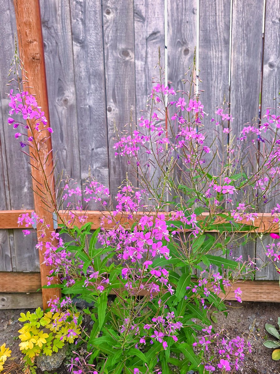 LovelyEarthS's tweet photo. The fireweed is bursting with flowers and wildlife. Almost every type of pollinator loves this beautiful native flower. I'm so happy that I decided to let this one grow.
#Fireweed #Wildflowers #PacificNorthwestFlowers #FlowersInTheNorthwest #PollinatorFlowers #LovelyEarthSociety https://t.co/LGtP2Ms1Tf