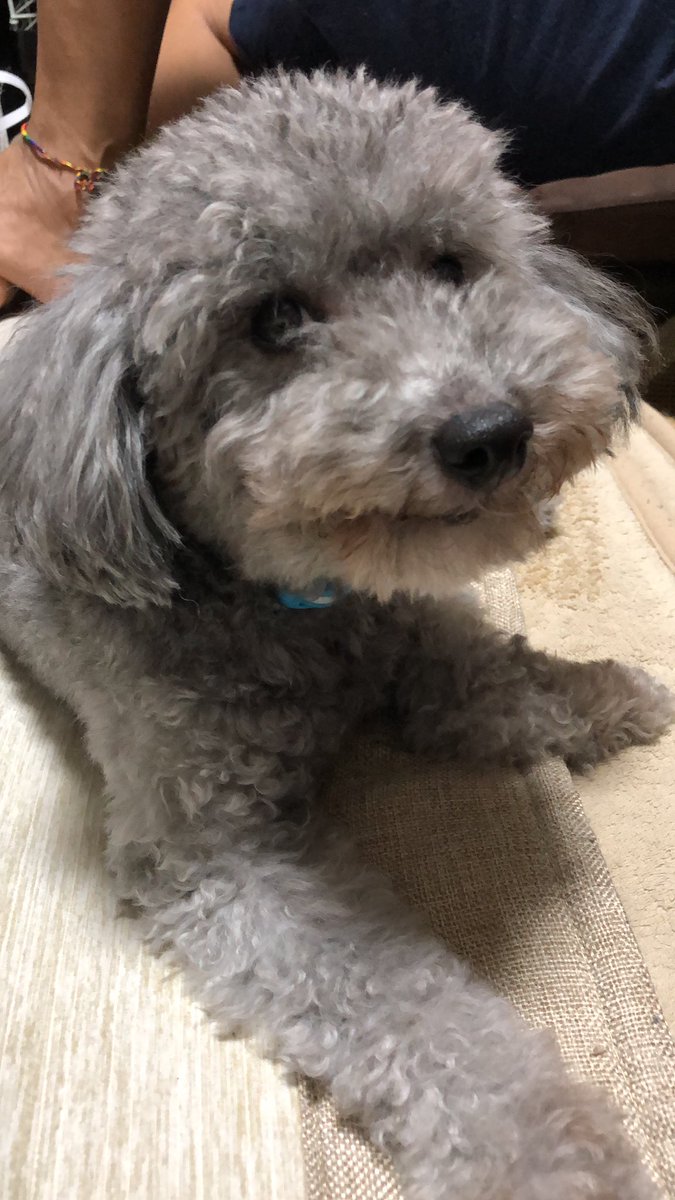 naoY20210425's tweet image. 今日のリオル🐶
今日はFNS Laugh&amp;amp;Music家族で観ながら笑ってます💕😆日谷さん・ホリケン大好き❤ #トイプードル　#FNSラフアンドミュージック